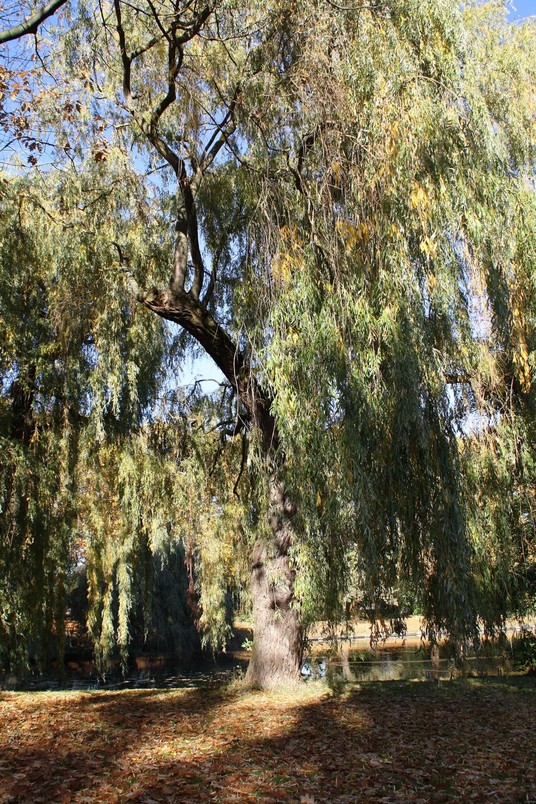 Oberseepark